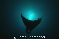 Manta ray silhouette. by Karen Christopher 